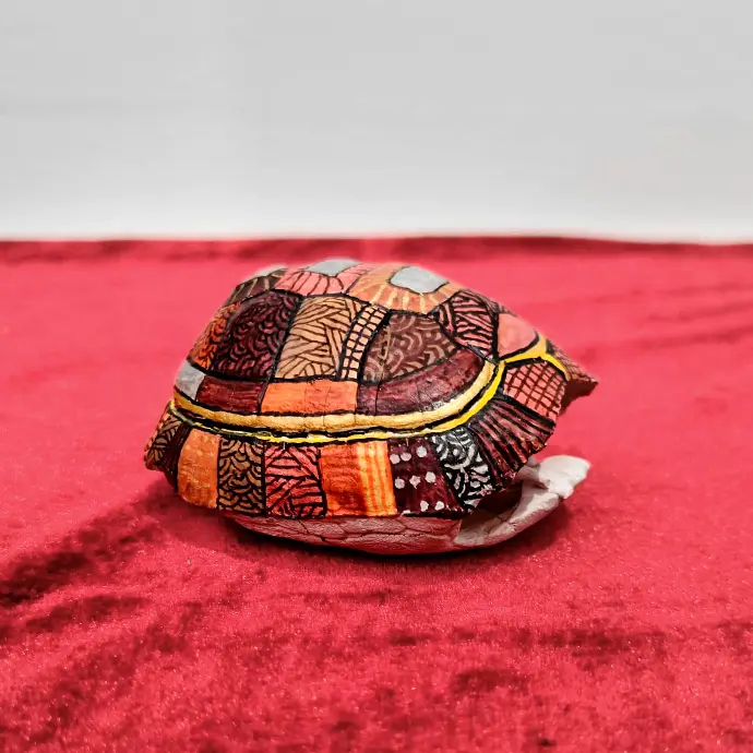 Petite carapace de tortue