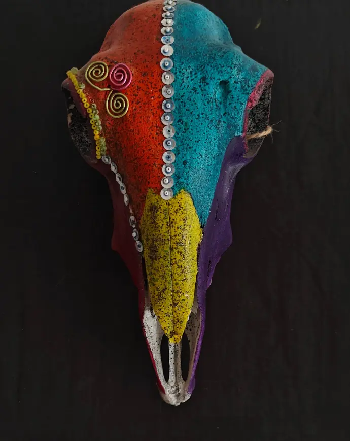 Crâne de chèvre couleur