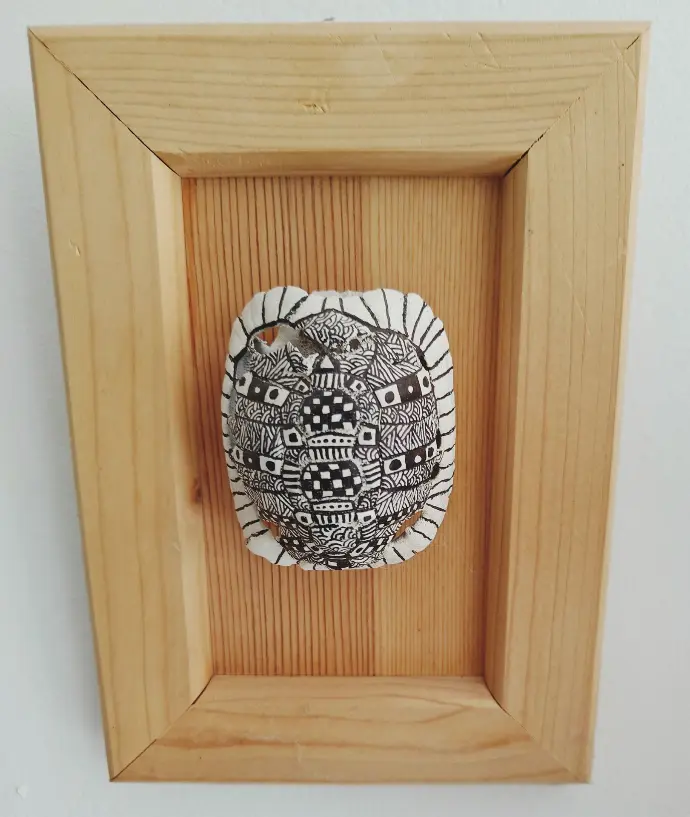 Petite carapace de tortue